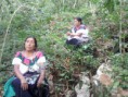 /album/fotogaleria-nosotros/cosechando-cafe-jpg/